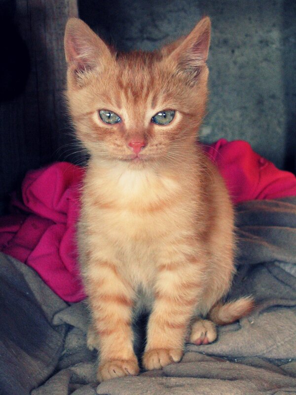 orange kitten with blue eyes