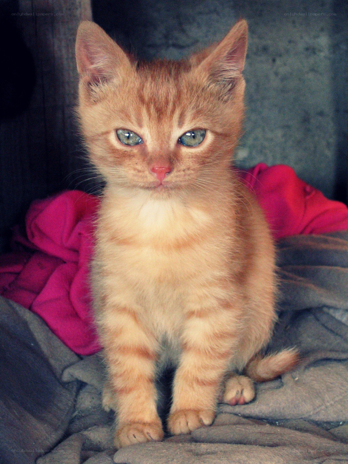 orange kitten with blue eyes