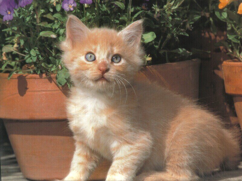 orange kitten with blue eyes