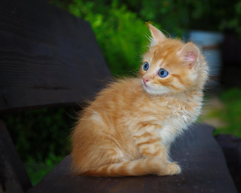 Orange Kitten with Blue Eyes — Calm, Afternoon