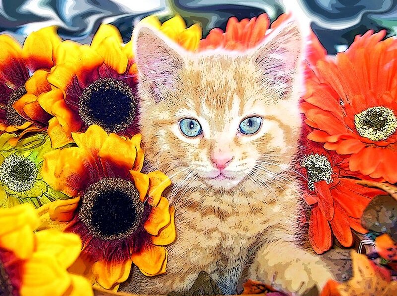 Orange Kitten with Blue Eyes — Calm, Autumn