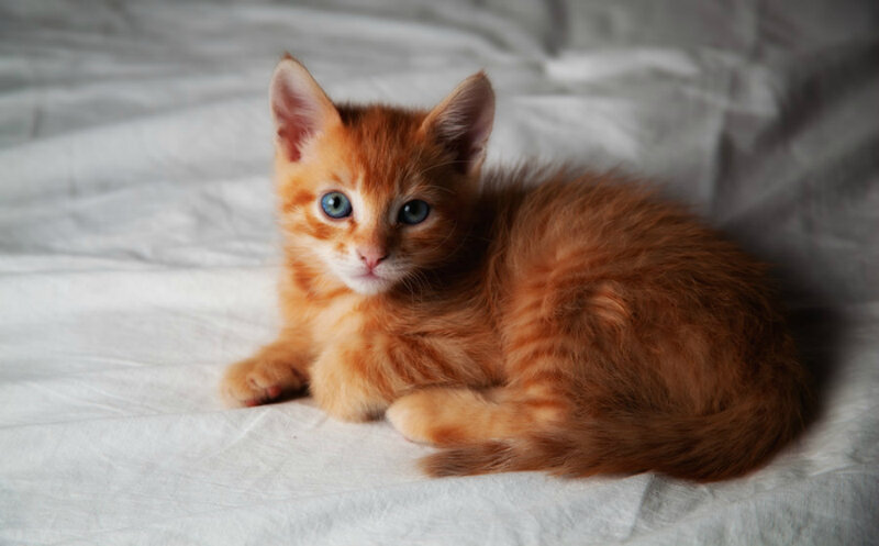 Orange Kitten with Blue Eyes — Calm, Photograph