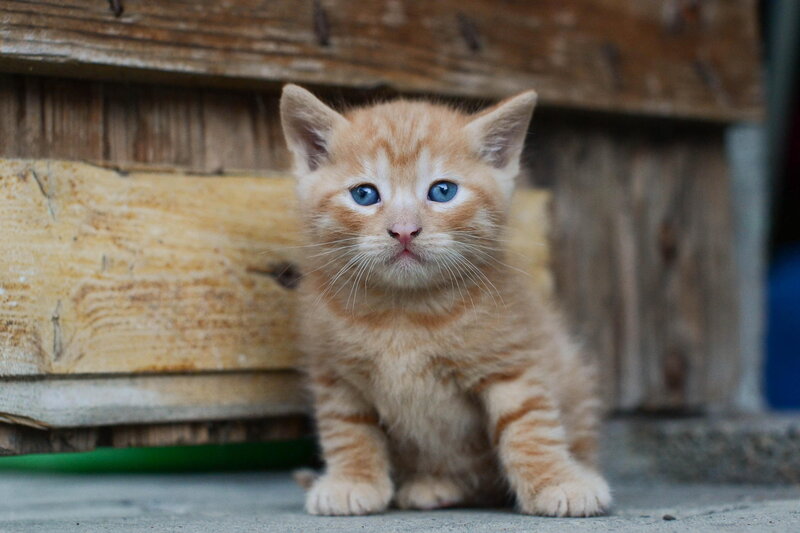 Orange Kitten with Blue Eyes — Calm, Photograph, Wooden Structure
