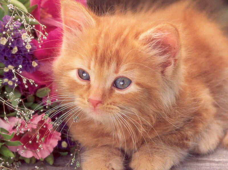 Orange Kitten with Blue Eyes — Calm