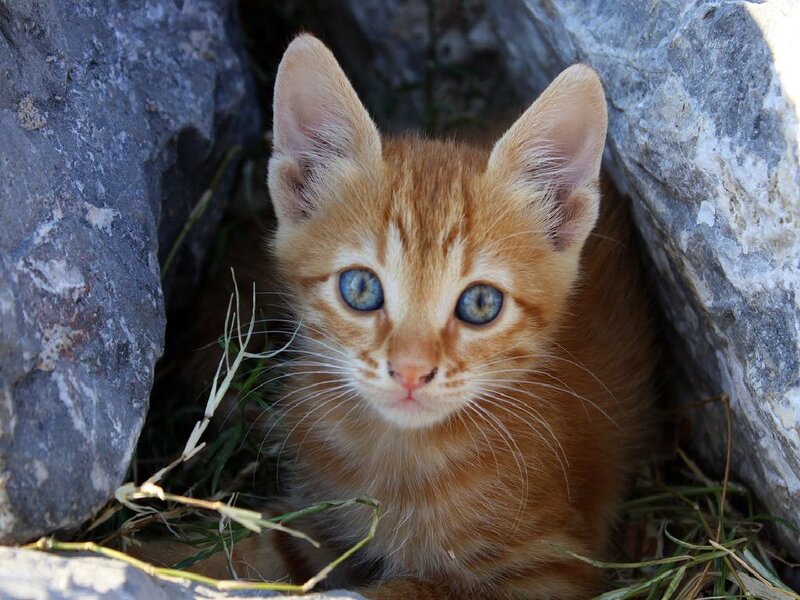 Orange Kitten with Blue Eyes — Curious, Afternoon