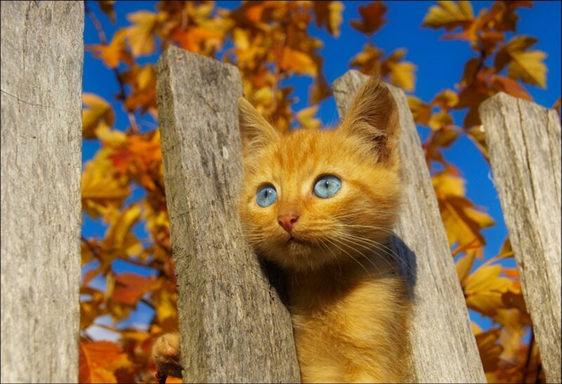 Orange Kitten with Blue Eyes — Curious, Autumn