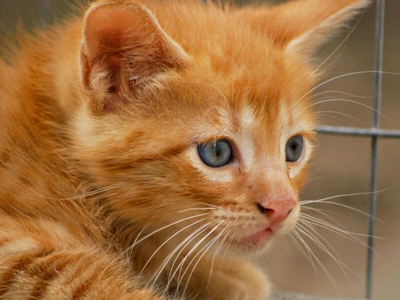 Orange Kitten with Blue Eyes — Curious, Photograph