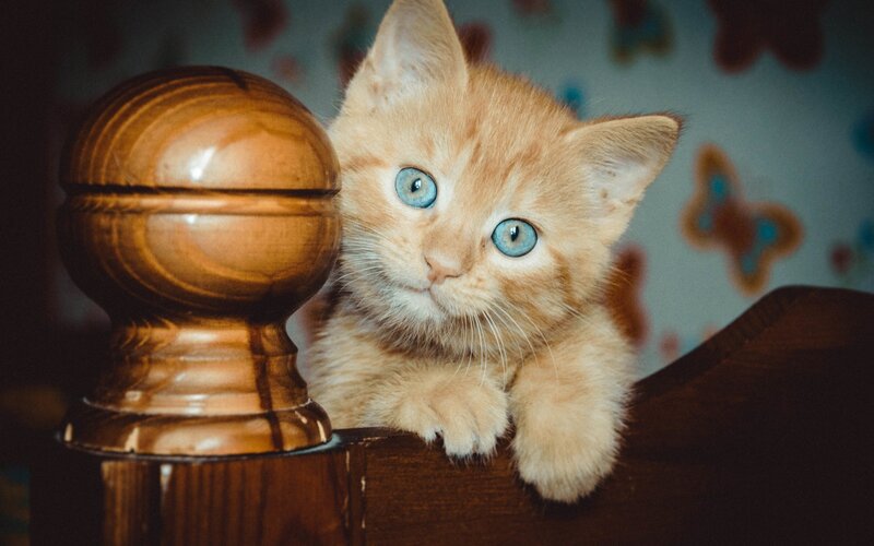 Orange Kitten with Blue Eyes — Curious, Photograph, Wooden Post
