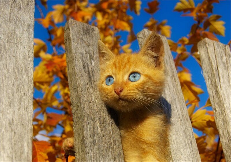 Orange Kitten with Blue Eyes — Curious