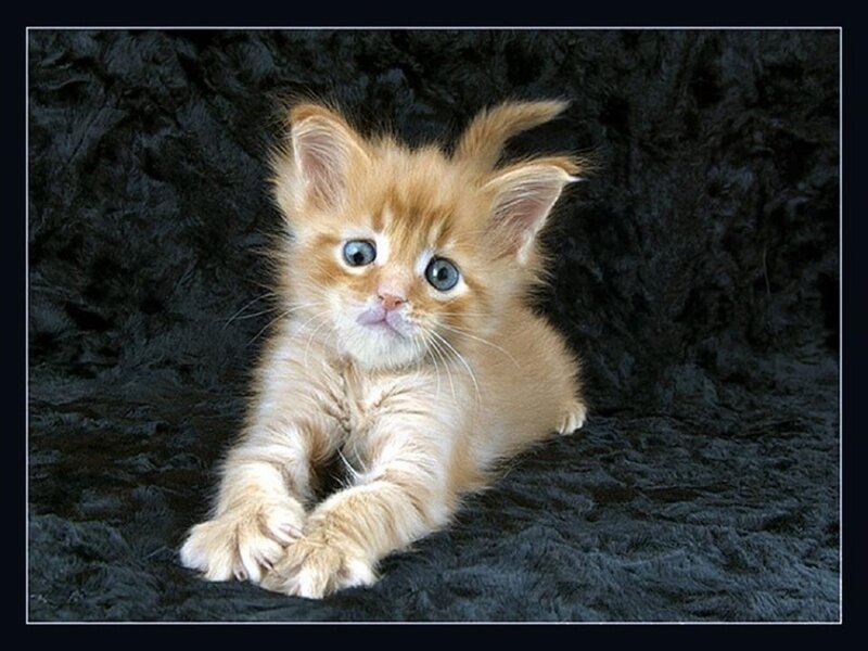 Orange Kitten with Blue Eyes — Innocent, Photograph, Black Background