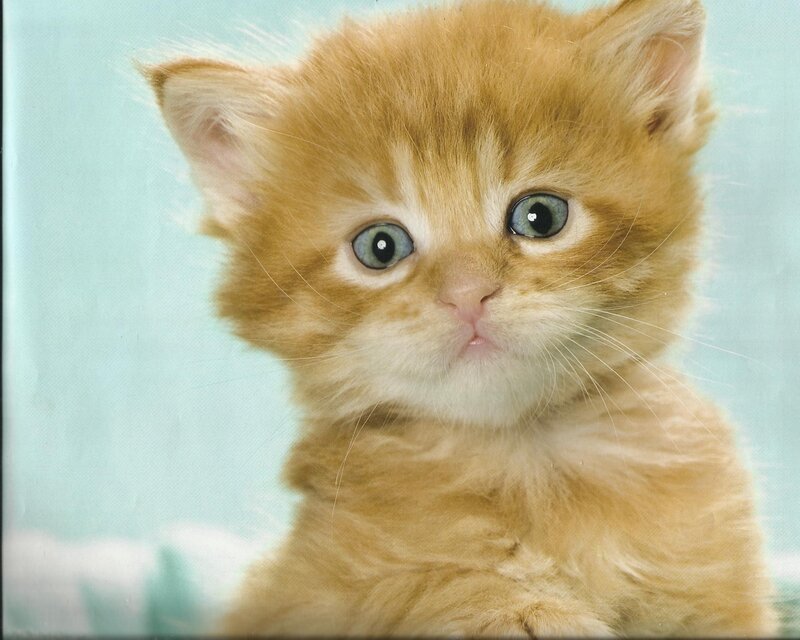 Orange Kitten with Blue Eyes — Innocent, Photograph, Blue Background