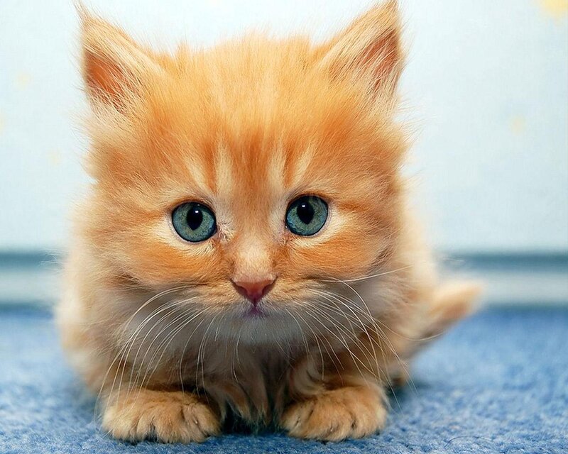 Orange Kitten with Blue Eyes — Innocent, Photograph, Blue Carpet