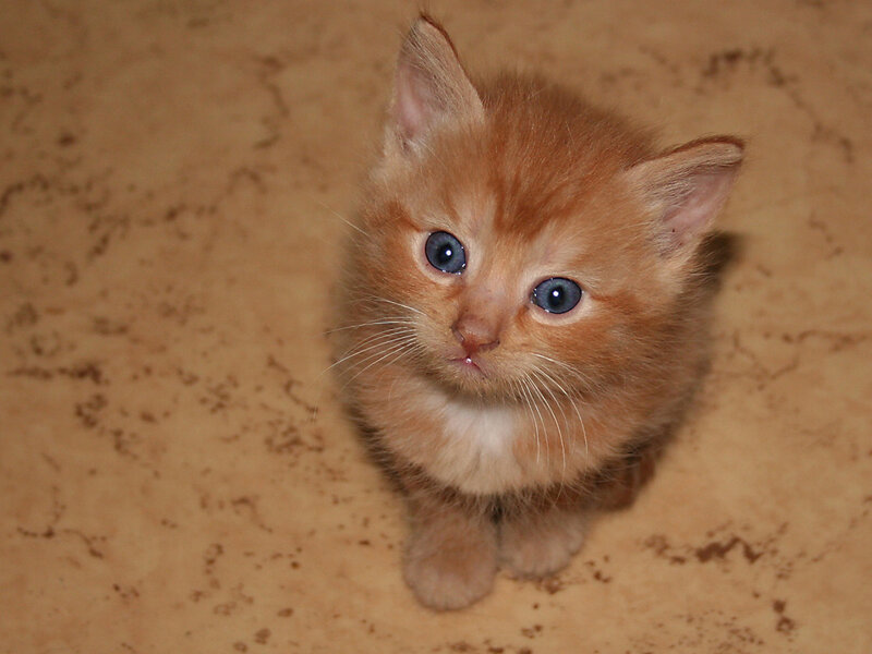 Orange Kitten with Blue Eyes — Innocent, Photograph, Floor