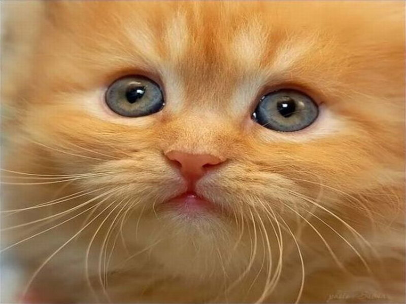 Orange Kitten with Blue Eyes — Innocent, Photograph