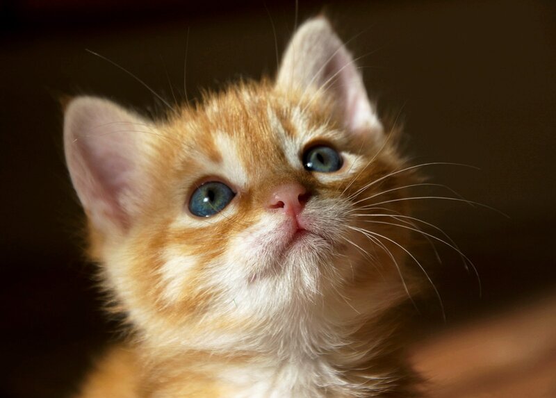 Orange Kitten with Blue Eyes — Innocent, Photograph, Whiskers, Ears