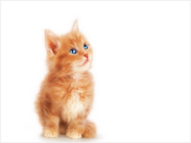 Orange Kitten with Blue Eyes — Innocent, Photograph, White Background