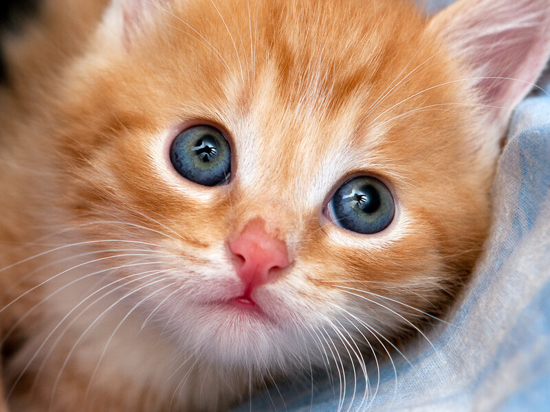 Orange Kitten with Blue Eyes — Innocent