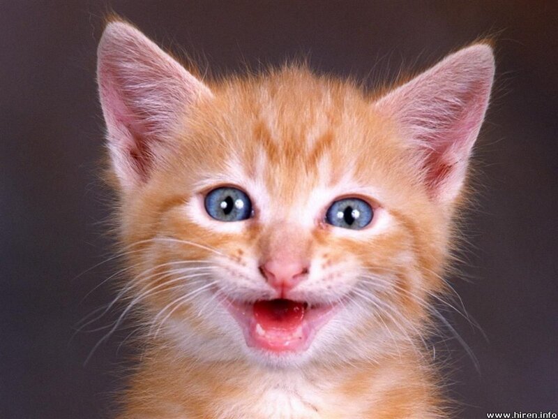 Orange Kitten with Blue Eyes — Playful, Photograph