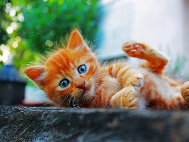 Orange Kitten with Blue Eyes — Playful