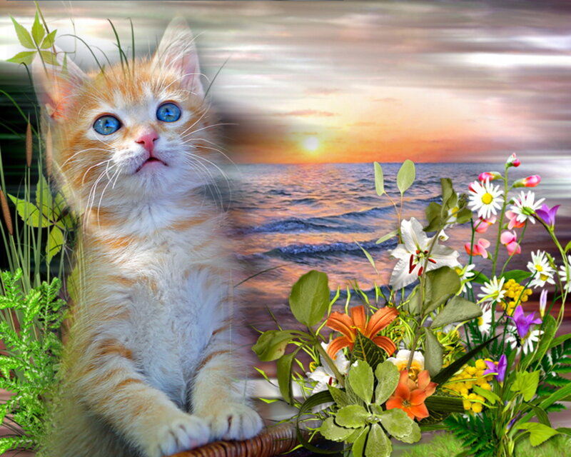 Orange Kitten with Blue Eyes — Serene