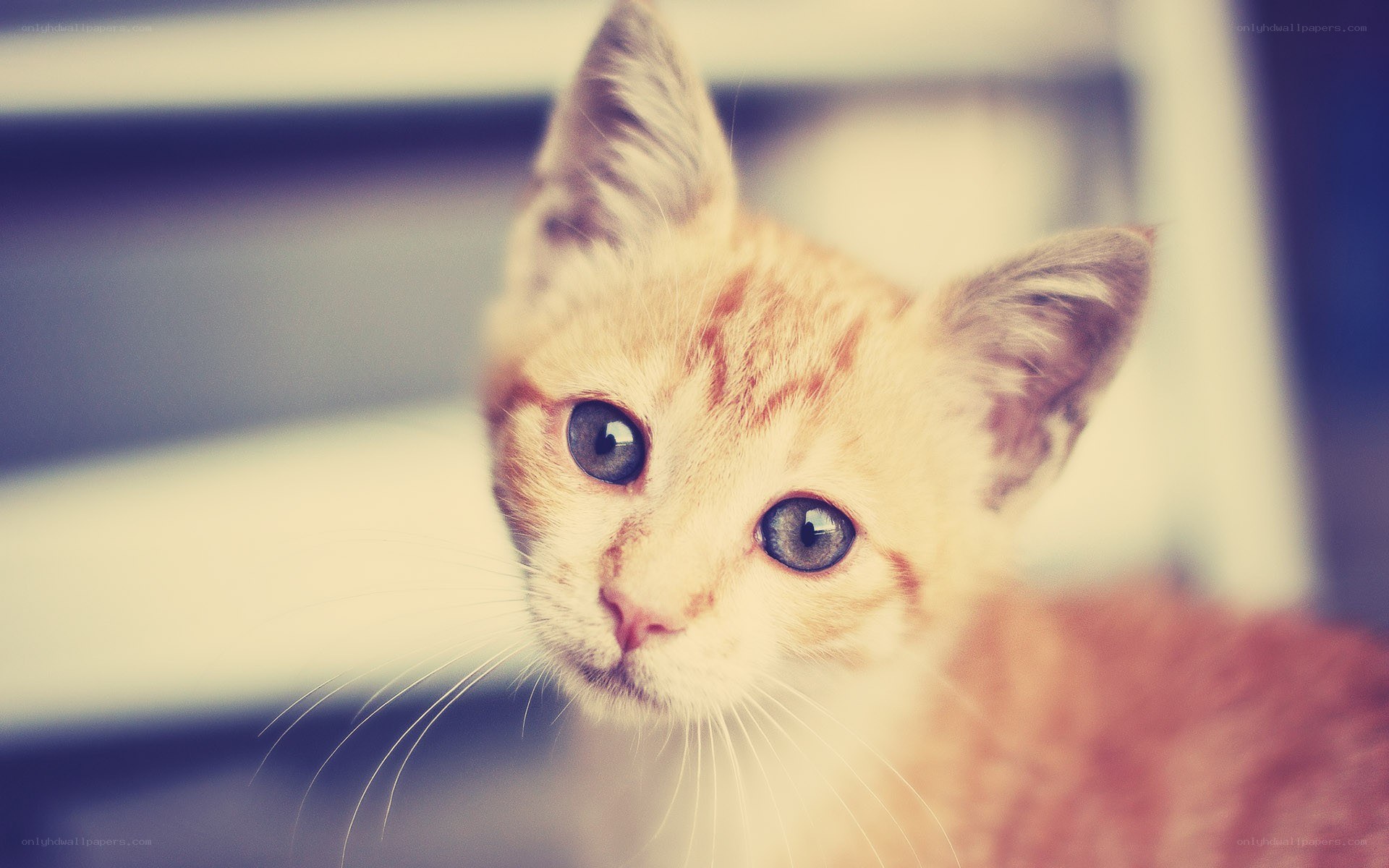 orange kitten with blue eyes
