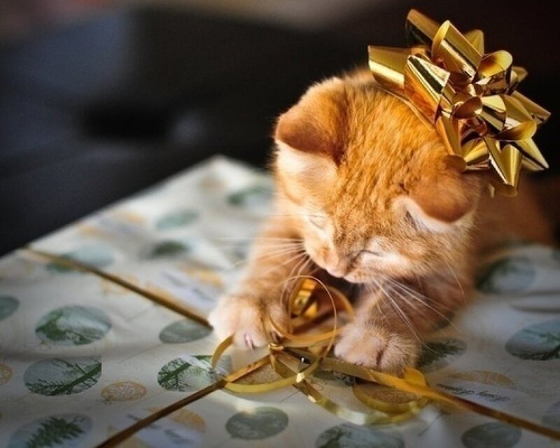Orange Kitten with Bow — Playful, Photograph
