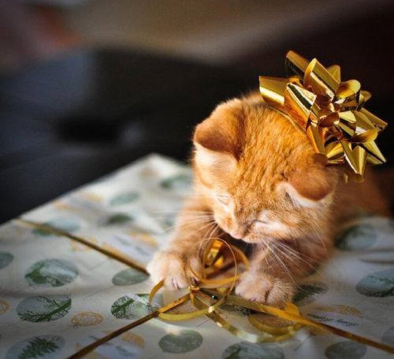 Orange Kitten with Bow — Playful