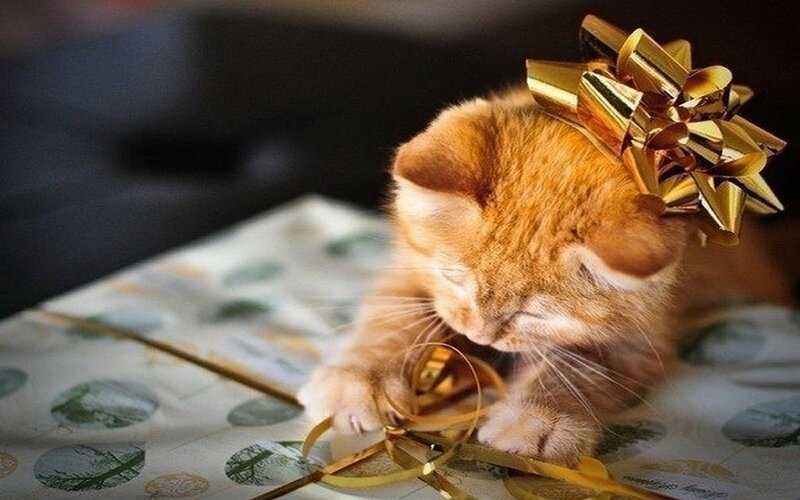 Orange Kitten with Bow