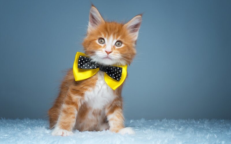 Orange Kitten with Bowtie