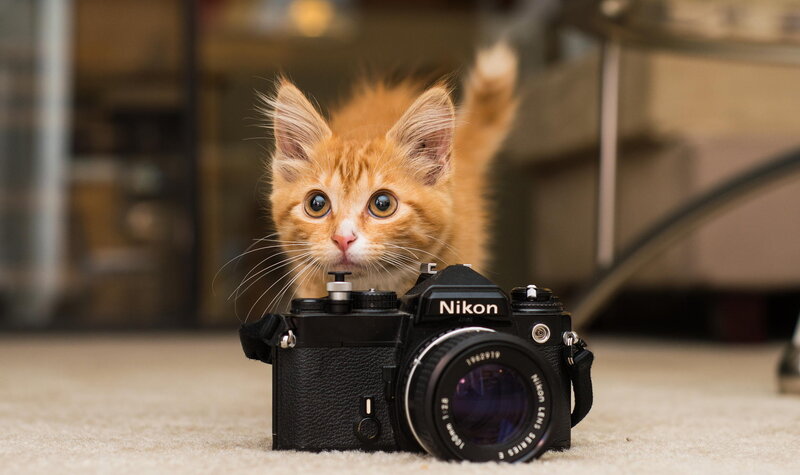 Orange Kitten with Camera — Curious