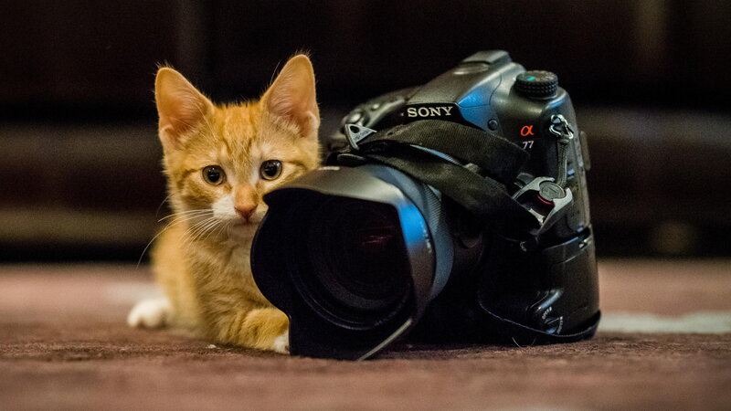 Orange Kitten with Camera