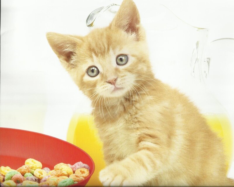 Orange Kitten with Cereal