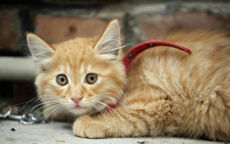 Orange Kitten with Collar