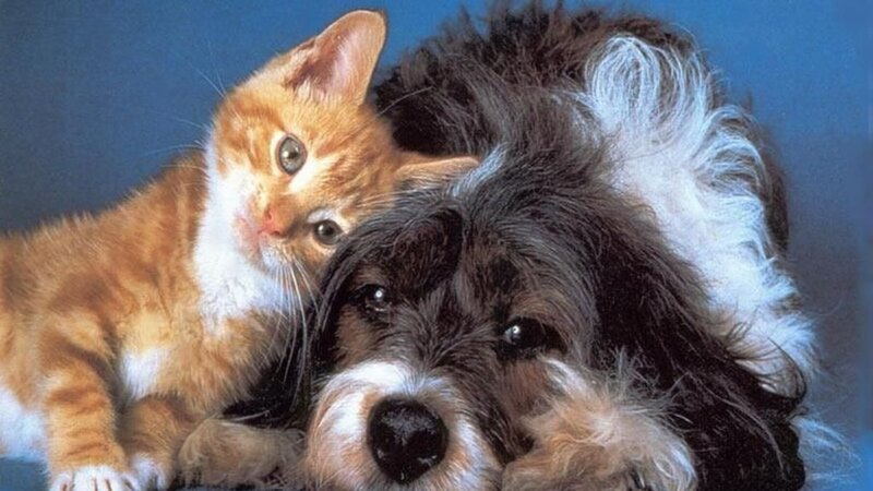 Orange Kitten with Dog