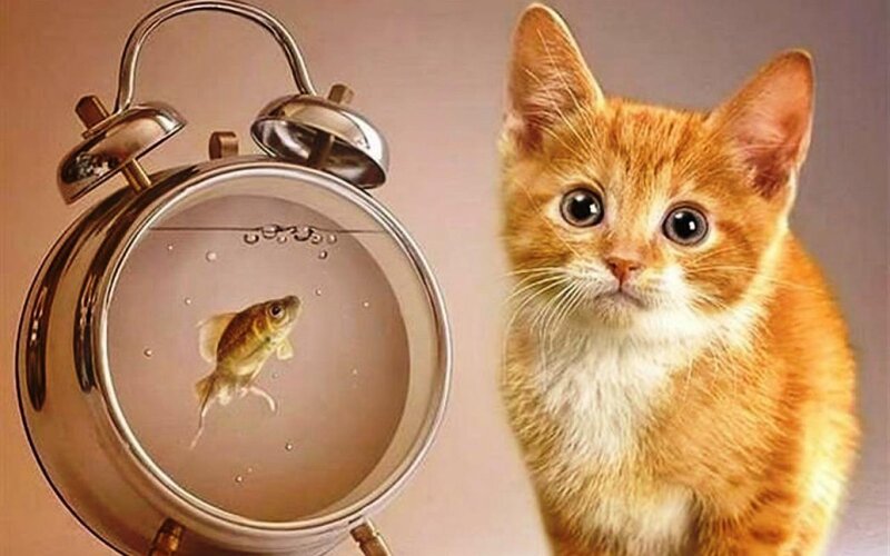 Orange Kitten with Fish — Curious