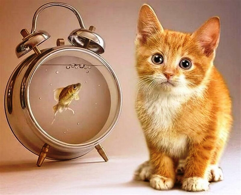 Orange Kitten with Fish