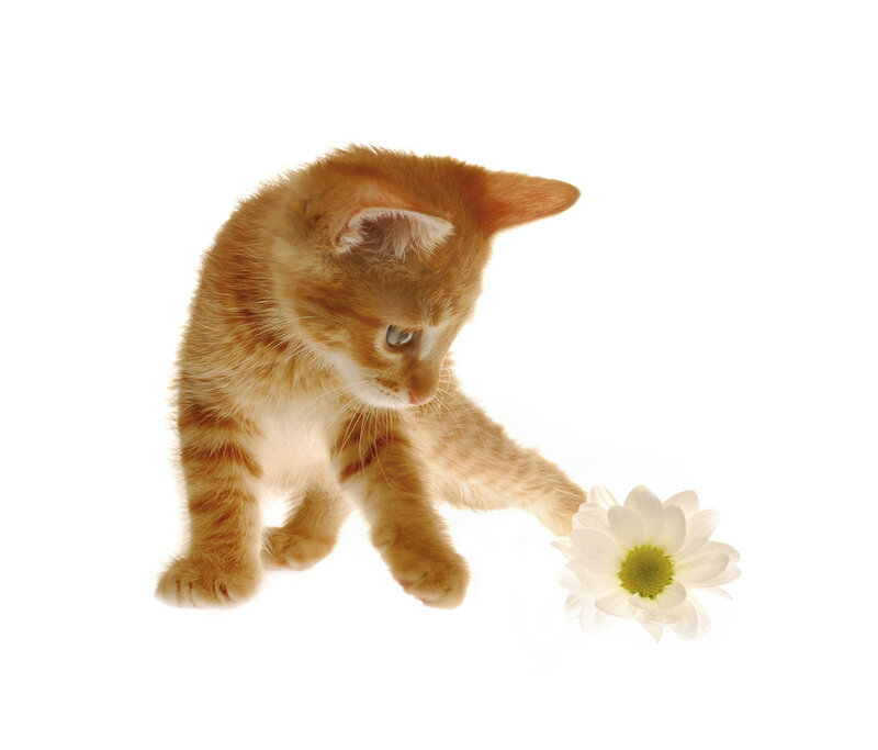 Orange Kitten with Flower