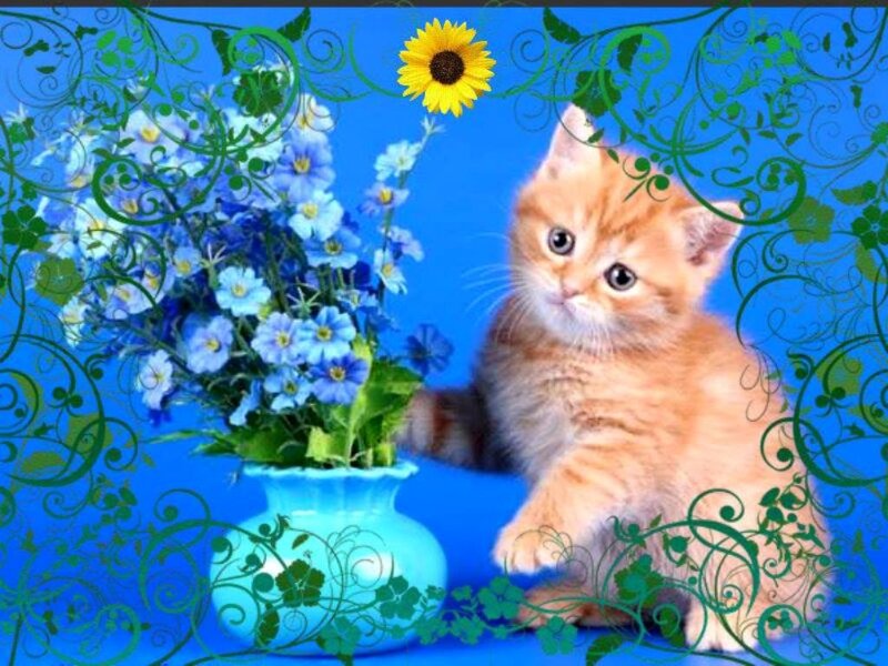 Orange Kitten with Flowers — Blue