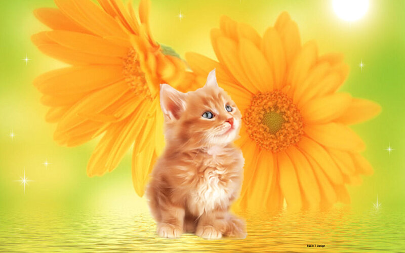 Orange Kitten with Flowers — Yellow