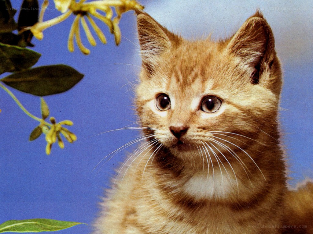 orange kitten with flowers