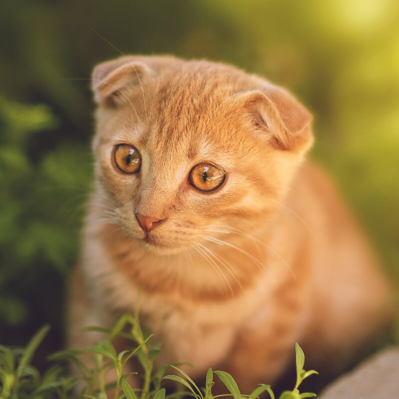 Orange Kitten with Folded Ears