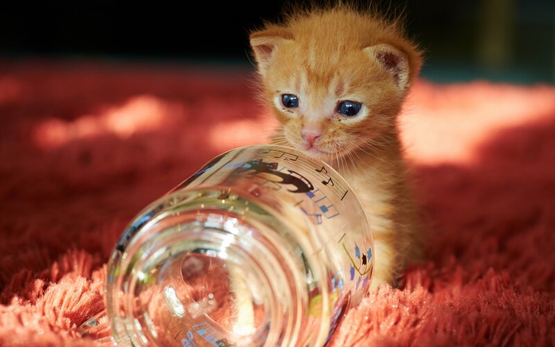 Orange Kitten with Glass — Curious