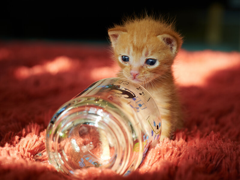 Orange Kitten with Glass
