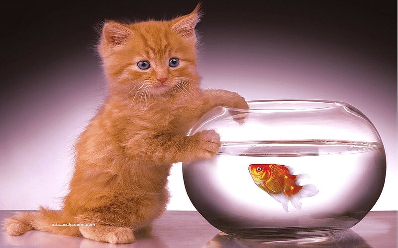 Orange Kitten with Goldfish — Curious, Photograph, Bowl