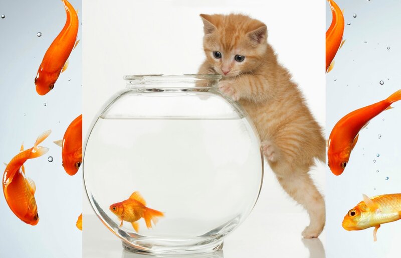 Orange Kitten with Goldfish — Curious, Photograph, Fishbowl, Bubbles