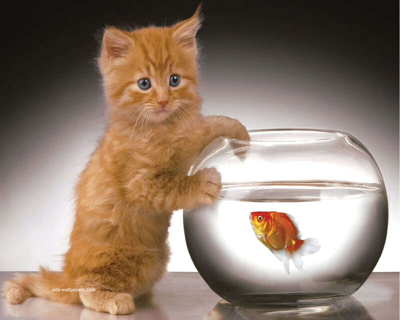 Orange Kitten with Goldfish — Curious, Photograph, Fishbowl