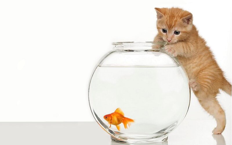 Orange Kitten with Goldfish — Curious, Photograph