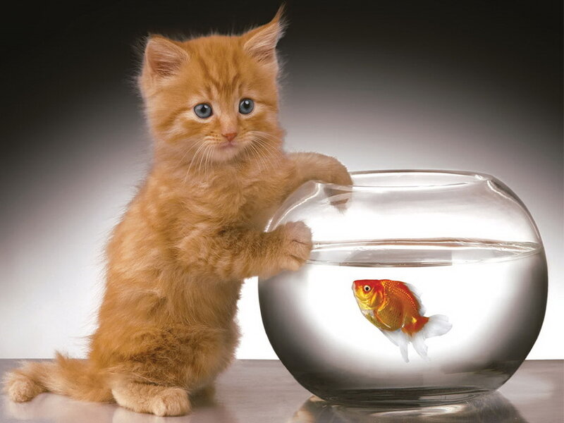 Orange Kitten with Goldfish — Curious