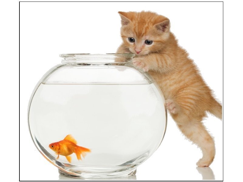 Orange Kitten with Goldfish