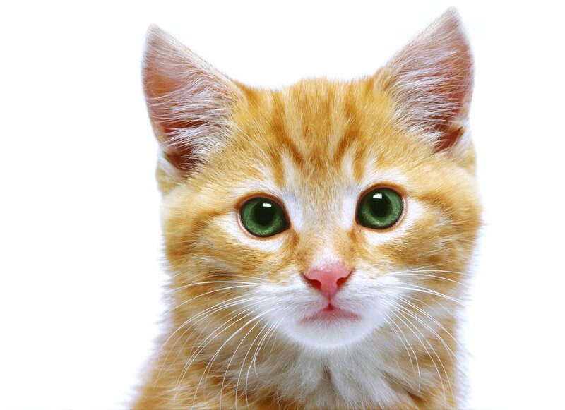 orange kitten with green eyes